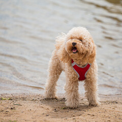 Playful happy toy poodle puppy was let off the leash to run and walk on the shore