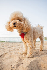 Cheerful friendly toy poodle puppy walks along the sandy beach - the dog runs and jumps on a sunny day near the water