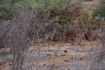Obraz premium Male Gerenuk antelope on african savanna at Tsavo East National Park in Kenya