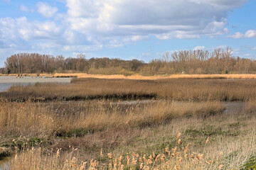 Wetlands with golden reed and bare trees in Paardenweide nature reserve, Schoonaarde, Flanders, Belgium