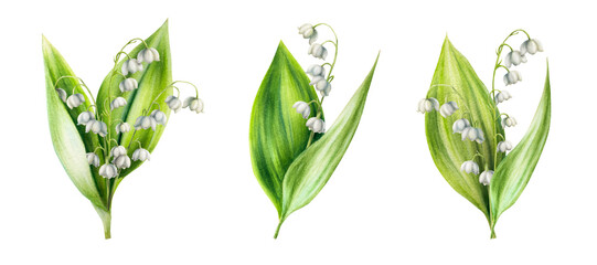 Watercolor set of bouquets of lilies of the valley flowers isolated on white background. Spring...