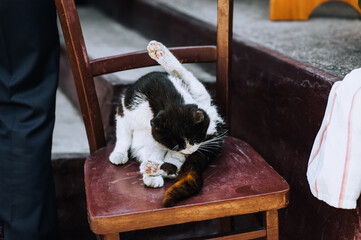 A beautiful black and white cat licks his lips, washes his tongue, sitting on a chair outdoors....