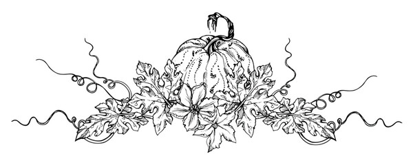 Obraz premium Hand drawn ink vector pumpkin gourd squash. Sketch illustration art for Thanksgiving, Halloween, harvest, farming. Isolated object, outline. Design for restaurant menu print, cafe, website, invitation
