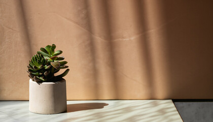 Green succulent in concrete plant pot with decorative shadows on a brown wall and table surface in home interior. Game of shadows on a wall from window at the sunny day. Minimalist vertical background