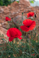 Obraz premium Red poppies growing on rocky soil. Memorial Day. Remembrance day. Day of Remembrance of the Fallen. Poppy day.