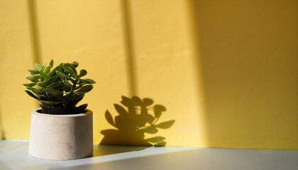 Green succulent in concrete plant pot with decorative shadows on a yellow wall and table surface in home interior. Game of shadows on a wall from window at the sunny day. Minimalist vertical backgroun