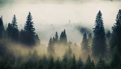 Foto auf Acrylglas Wald im Nebel Misty landscape with fir forest in hipster vintage retro style