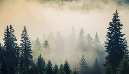 Zelfklevend Fotobehang Mistig bos Misty landscape with fir forest in hipster vintage retro style