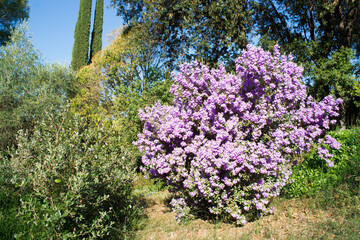 Obraz premium Langman's sage (Leucophyllum langmanae) in bloom in a garden on the French Riviera in August.