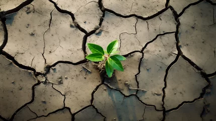 Fotobehang Green plant growing in soil. Drought. Background with cracked earth and sprout green plant © michalsen