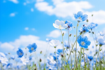 Blue sky and beautiful flowers.