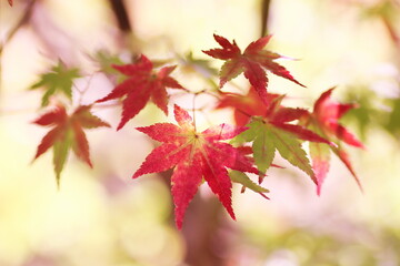 美しい秋の紅葉