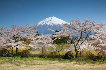 Snow-capped Mount Fuji behind blossoming trees.