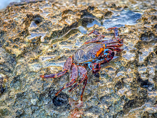 Grapsus grapsus; crab; land crab;