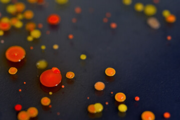 寒天培地に生育した細菌のコロニー