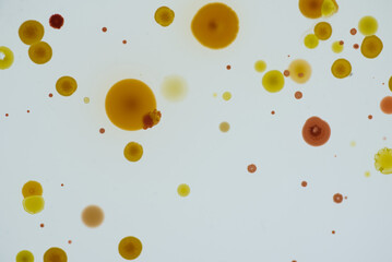 寒天培地に生育した細菌のコロニー