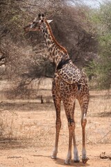 giraffe eating grass