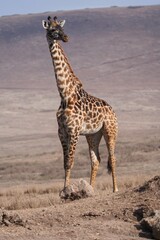 giraffe in the savannah