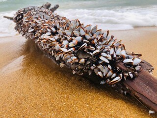 shells on the beach