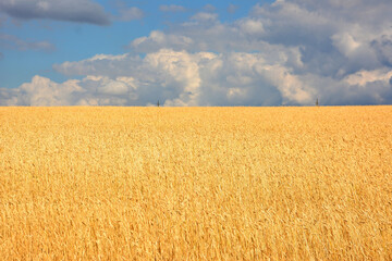 Fototapeta premium yellow wheat field with stormy clouds on horizon copy space 