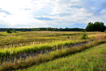 grassy field with forest line and cloudscape on background in sunset copy space