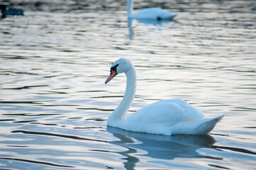 A white majestic swan floats in front of a wave of water. Young swan in the middle of the water. Drops on a wet head.