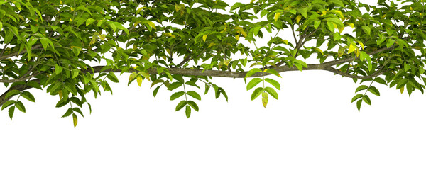Cutout foreground green tree branches top composition on transparent backgrounds 3d rendering png