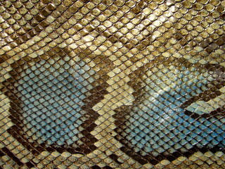 Genuine python skin, snakes with natural animalistic pattern, print. Texture of natural leather.
