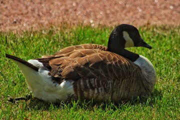 Duck on the lawn in the park