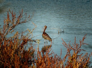 Aves acuaticas en laguna