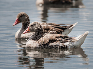 Aves acuaticas en laguna
