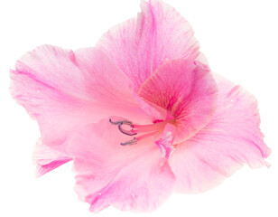 Naklejka premium pink gladiolus flower isolated on white background.