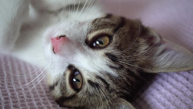 Sleepy cat eye, close-up