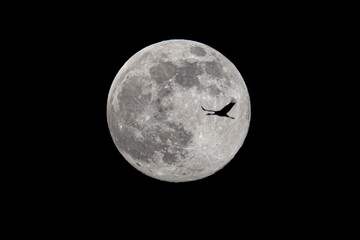 Common Crane Passes In Front Of The Moon