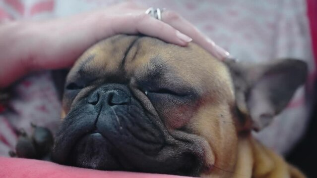 Friendship and animal care concept. Woman owner gently petting french bulldog dog head exchanging emotions, slow motion