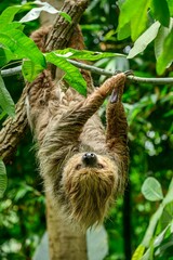 Fototapeta premium Two toed sloth, Choloepus didactylus