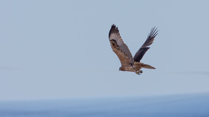 Bonelli's eagle (Aquila fasciata)