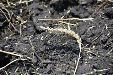 spikelet of wheat on the ground. Ripe large ears of wheat. Close-up. rich summer harvest, farming, agricultural industry for food. Spot focus on spikelet. Global warming and climate change theme