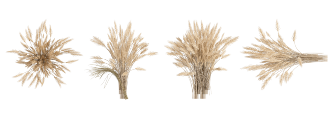 wheat ears isolated on white