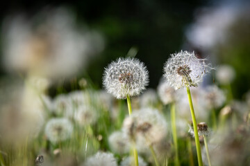 Dandelion seedheads in the spring sunshine