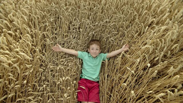 Blossoming Amidst Wheat: A Child's Heartwarming Journey of Discovery on the Agrofarmland. High quality 4k footage