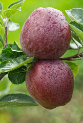 Apples ready to pick