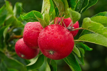Apples on the Tree