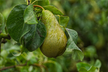 Pear on Tree