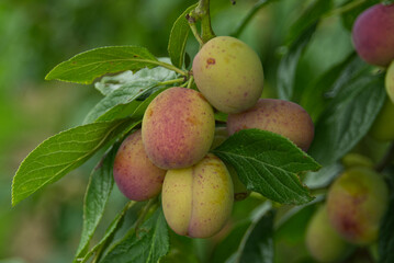Plums on Tree