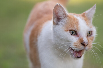 歩く猫　茶トラ白