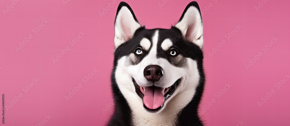 Poster smiling siberian husky dog in a studio portrait with isolated pastel background copy space