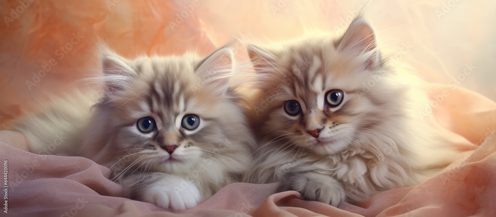 Poster two red siberian kittens resting together in their den set against a isolated pastel background copy