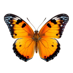 orange butterfly isolated on transparent background