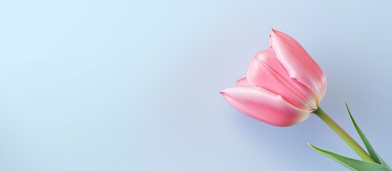 Tulip on a isolated pastel background Copy space with path